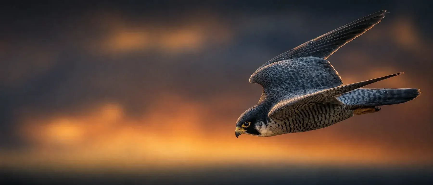 Peregrine falcon gliding with wings raised against a burning orange and slate sky